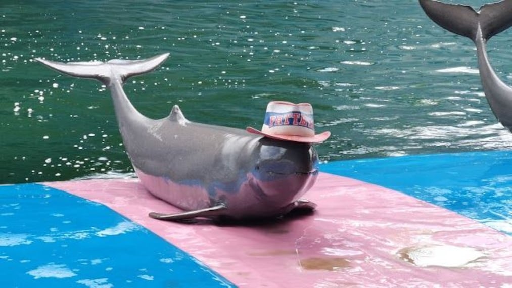 Pattaya Dolphin World_2